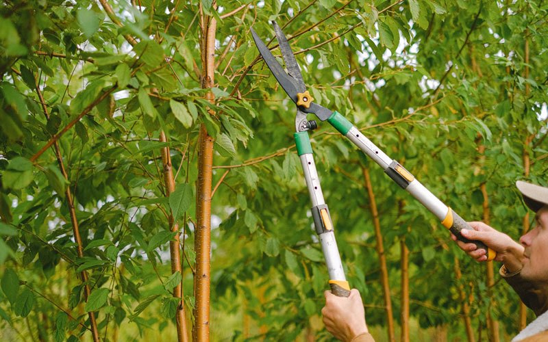 Tree trimming in Marengo, IN